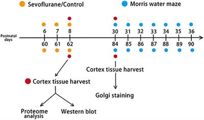 Tandem mass tag-based quantitative proteomic analysis of effects of multiple sevoflurane exposures on the cerebral cortex of neonatal and adult mice